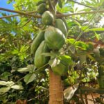 fruit de mdagascar
